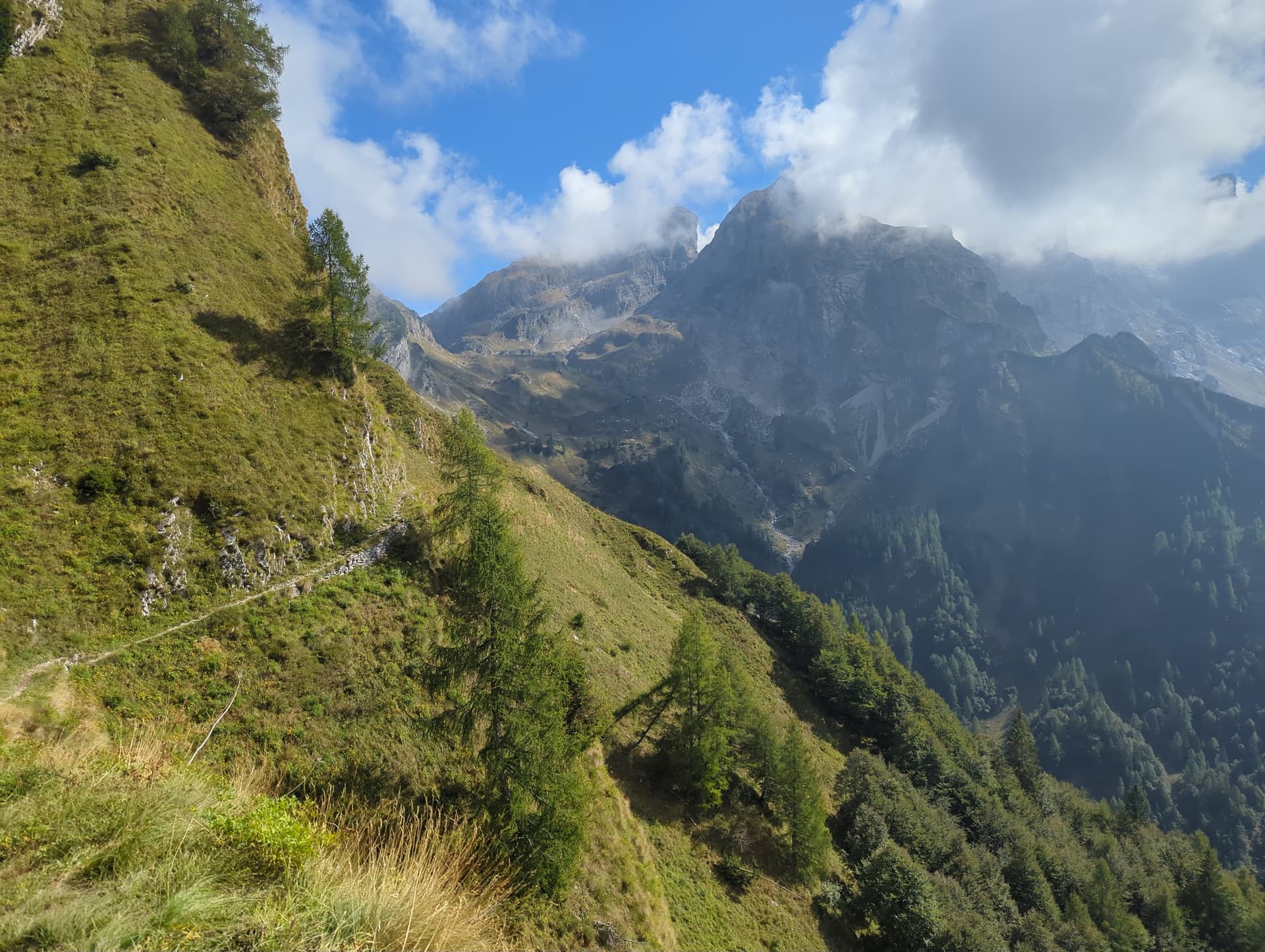 Larches growing on a steep green mountain slope with rocky peaks under a blue sky
