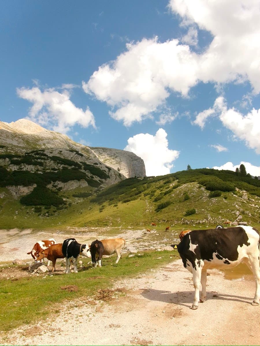 Cows grazing in alpine pasture with mountains and blue sky
